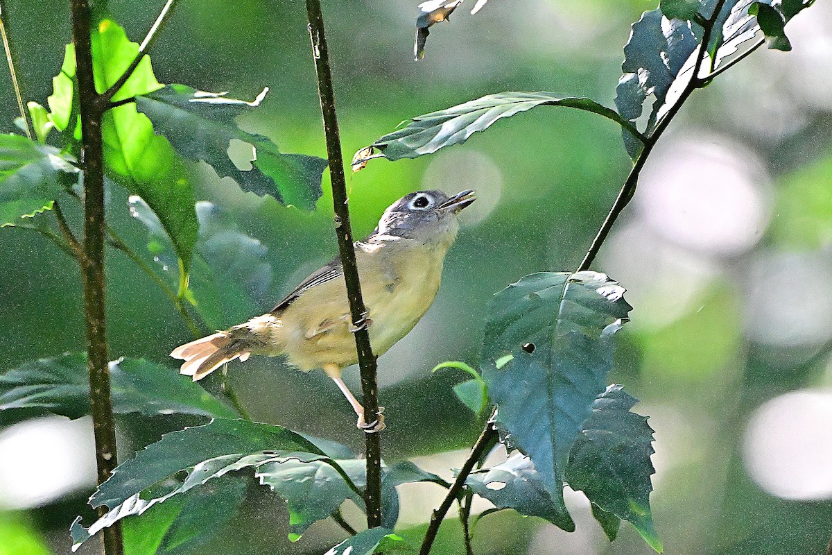 Morrison's Fulvetta - ML644139102
