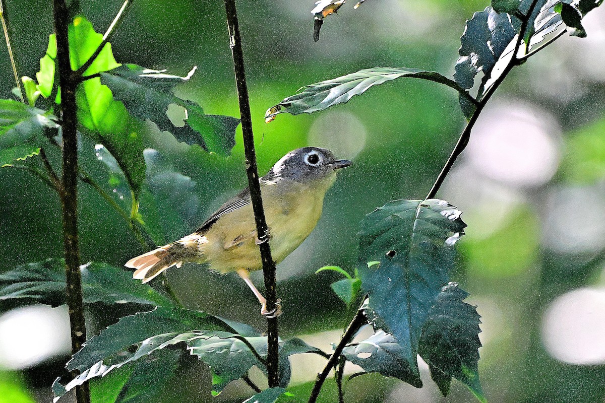 Morrison's Fulvetta - ML644139103