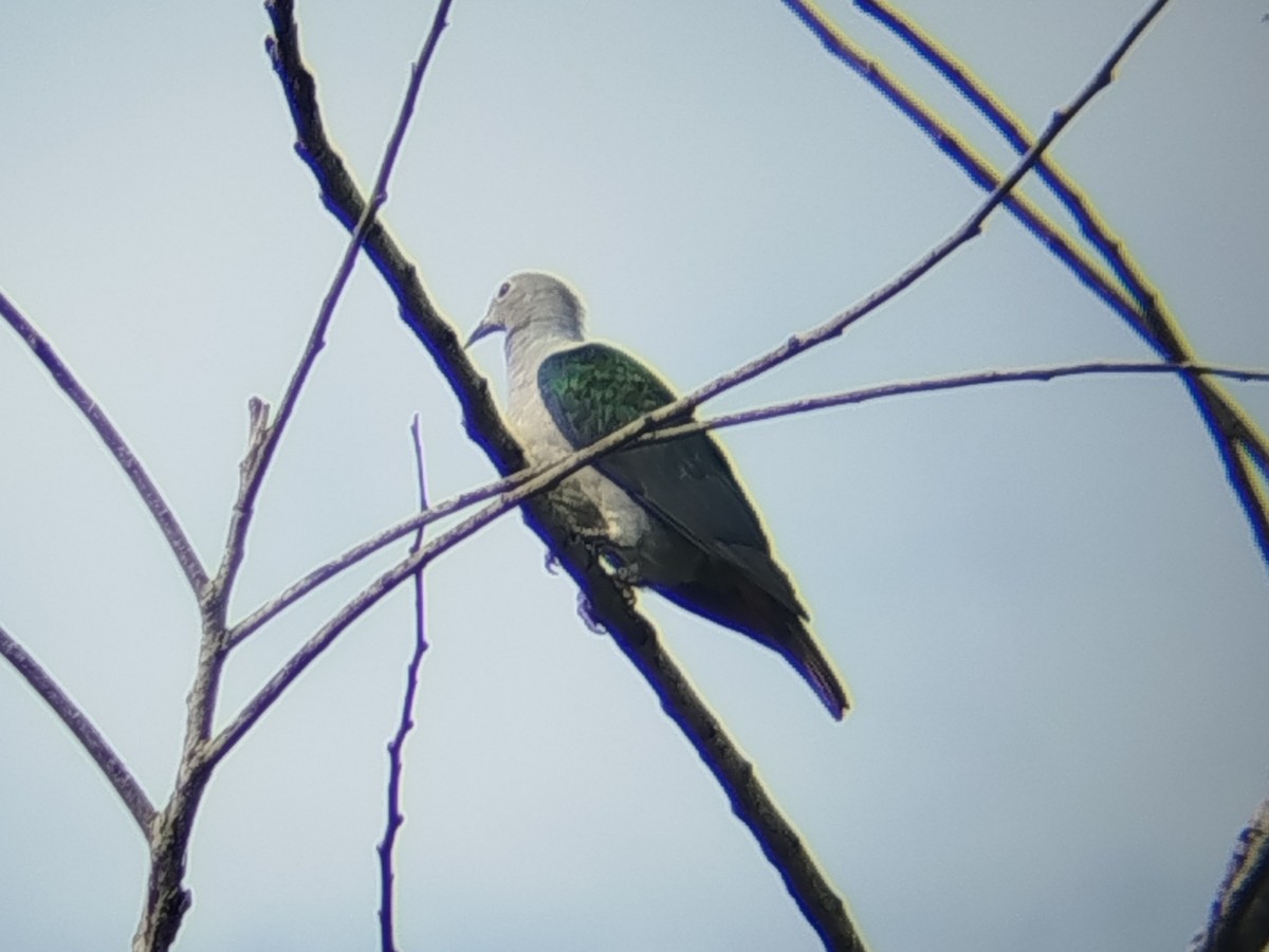 Green Imperial-Pigeon - ML644139104