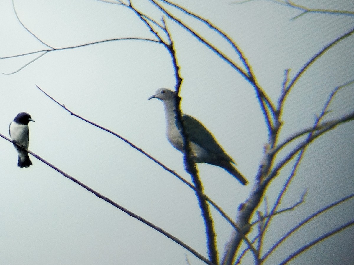 Green Imperial-Pigeon - ML644139105