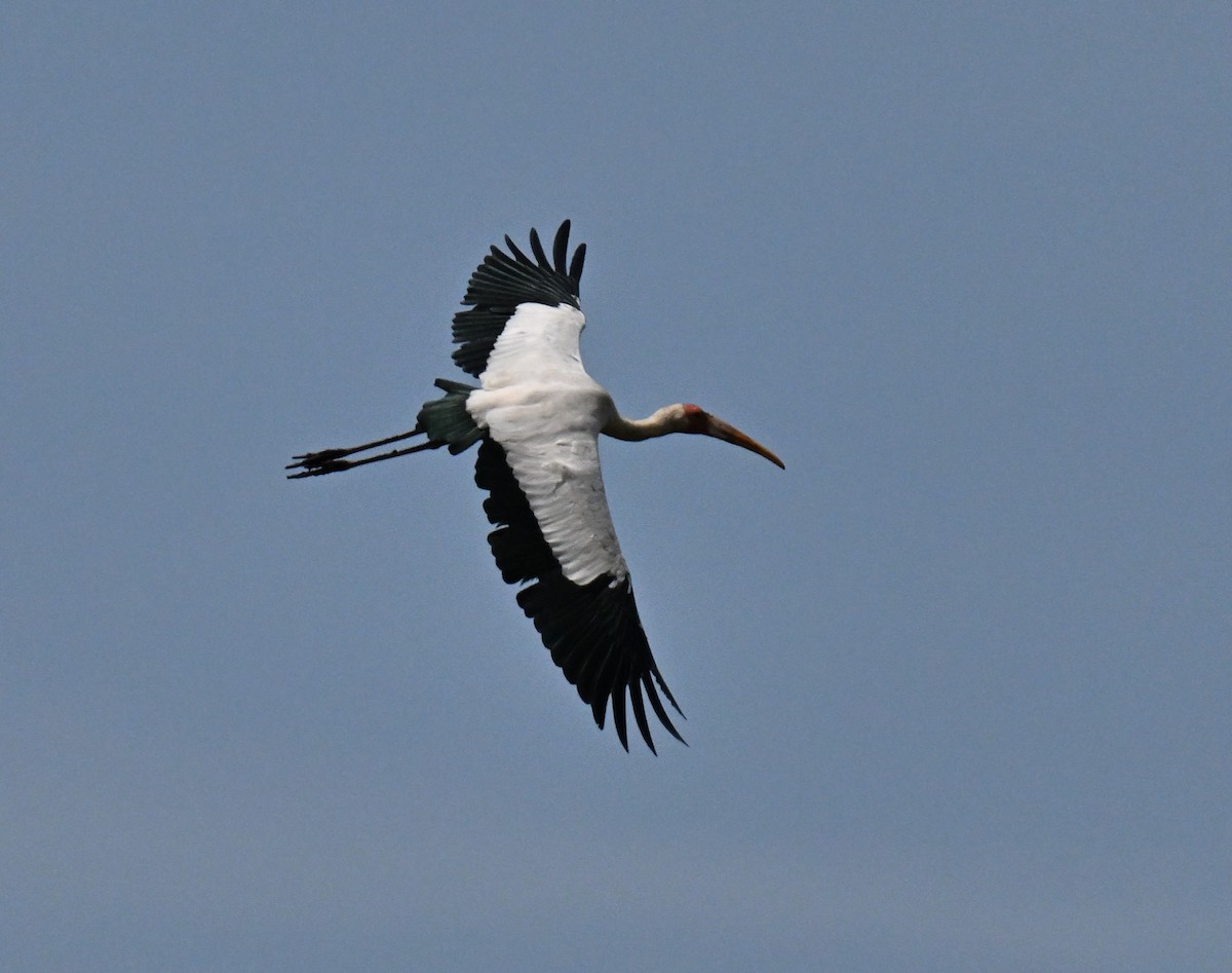 Milky Stork - ML644139107