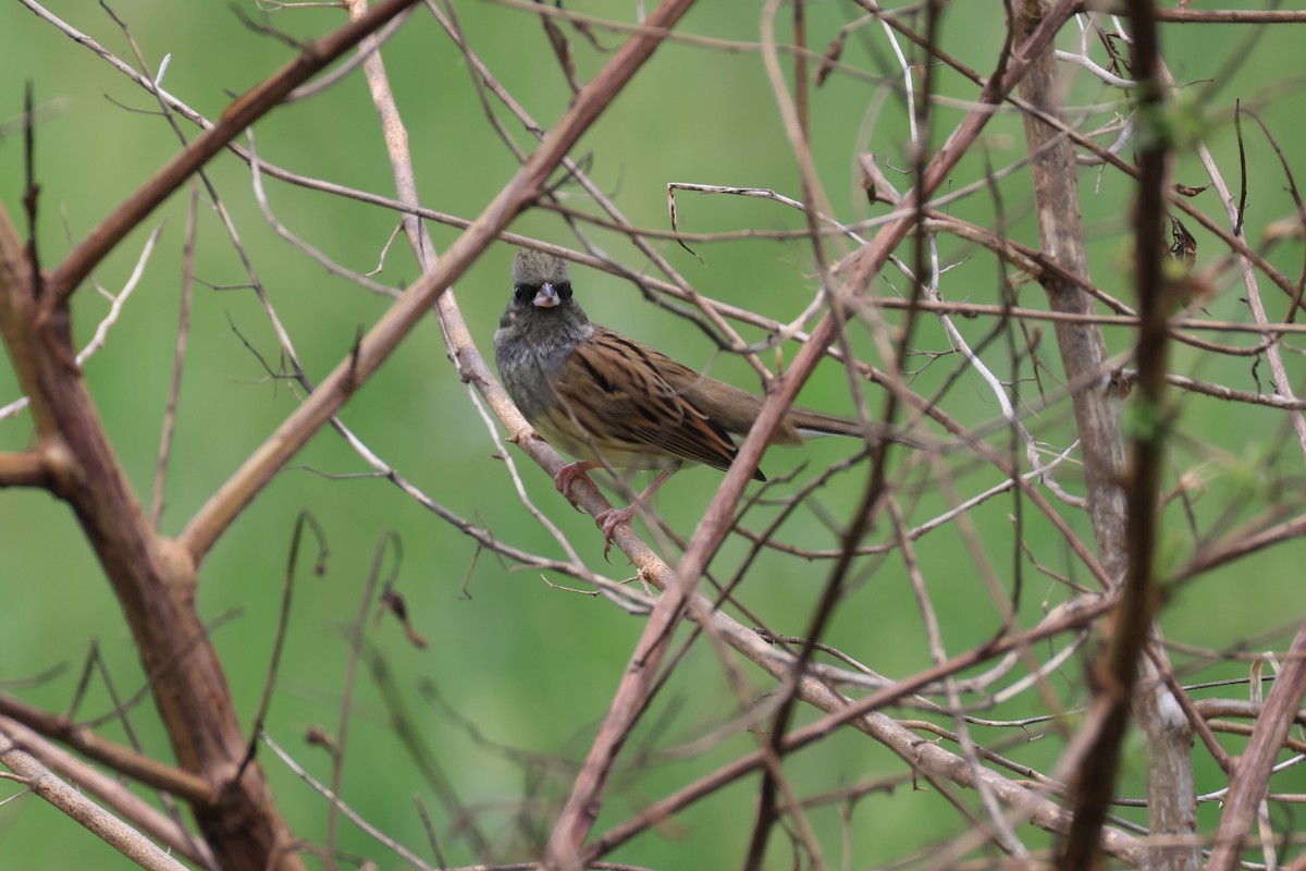Black-faced Bunting - ML644139110