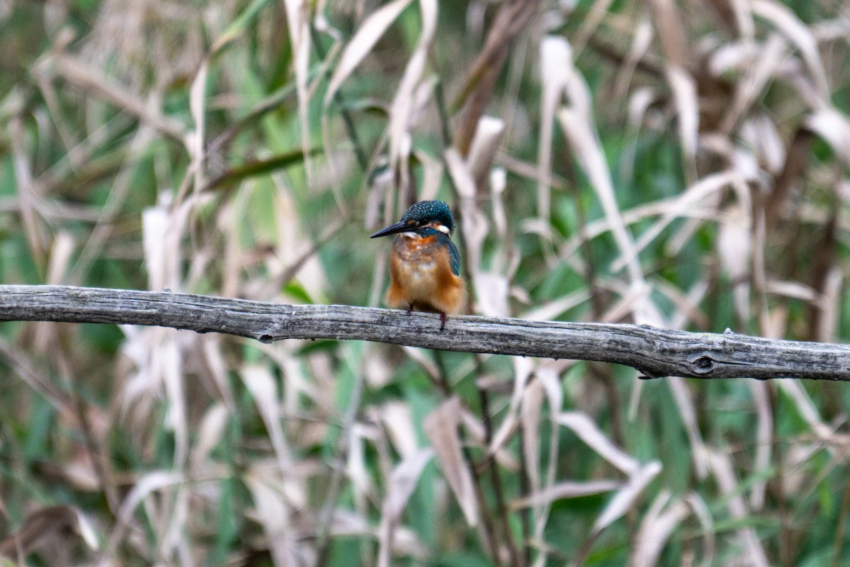 Common Kingfisher - ML644139111