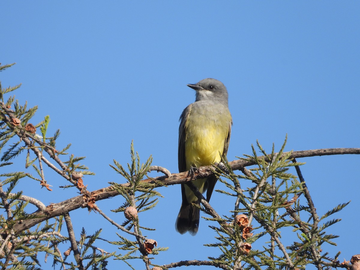 Cassin's Kingbird - ML644139112