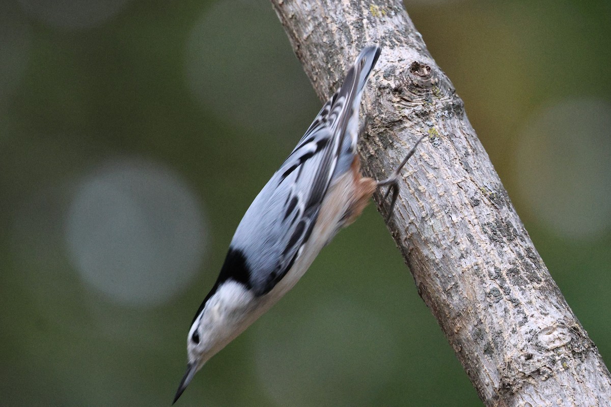 White-breasted Nuthatch - ML644139113