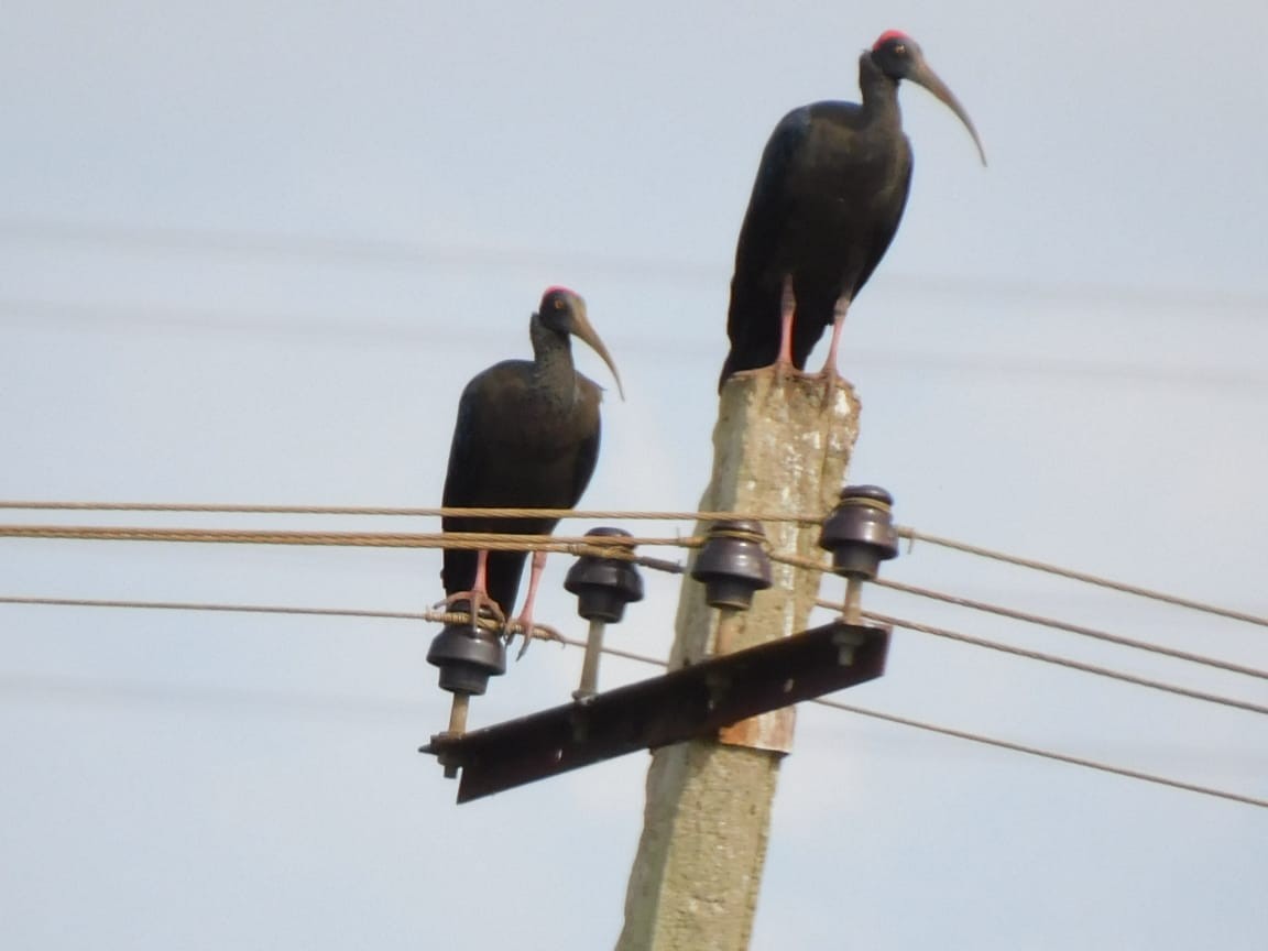 Red-naped Ibis - ML644139114