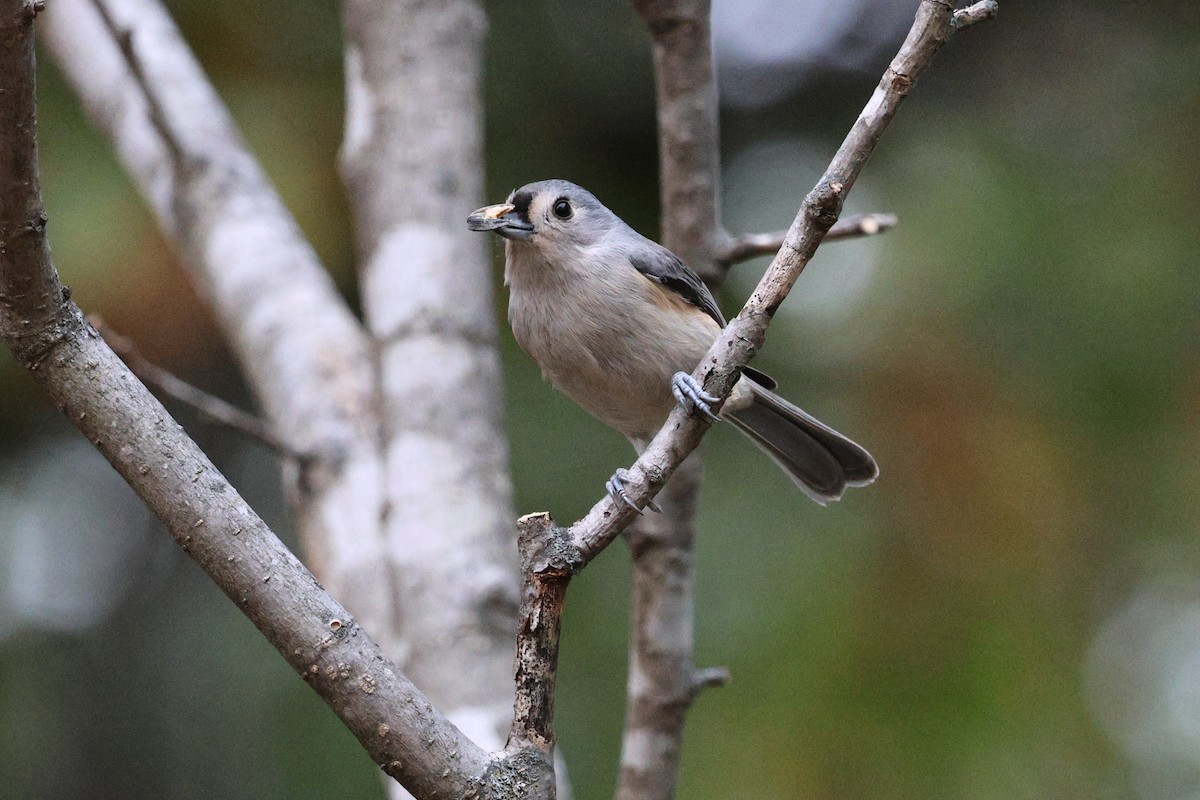 Tufted Titmouse - ML644139115