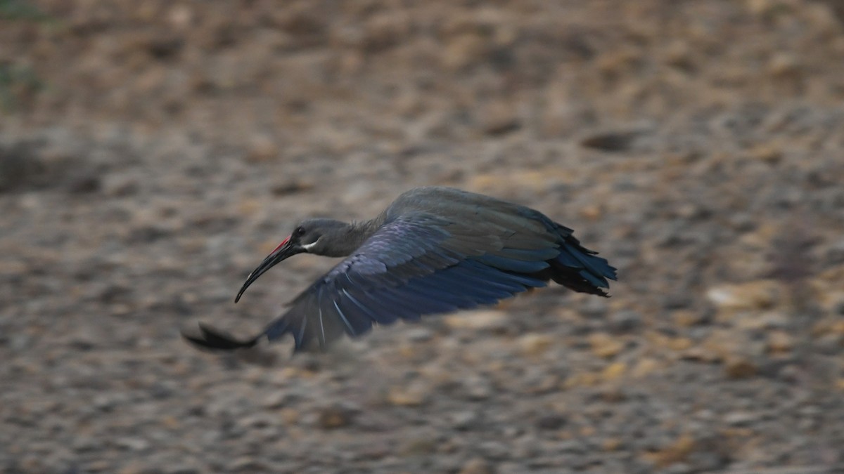 Hadada Ibis - ML644139117