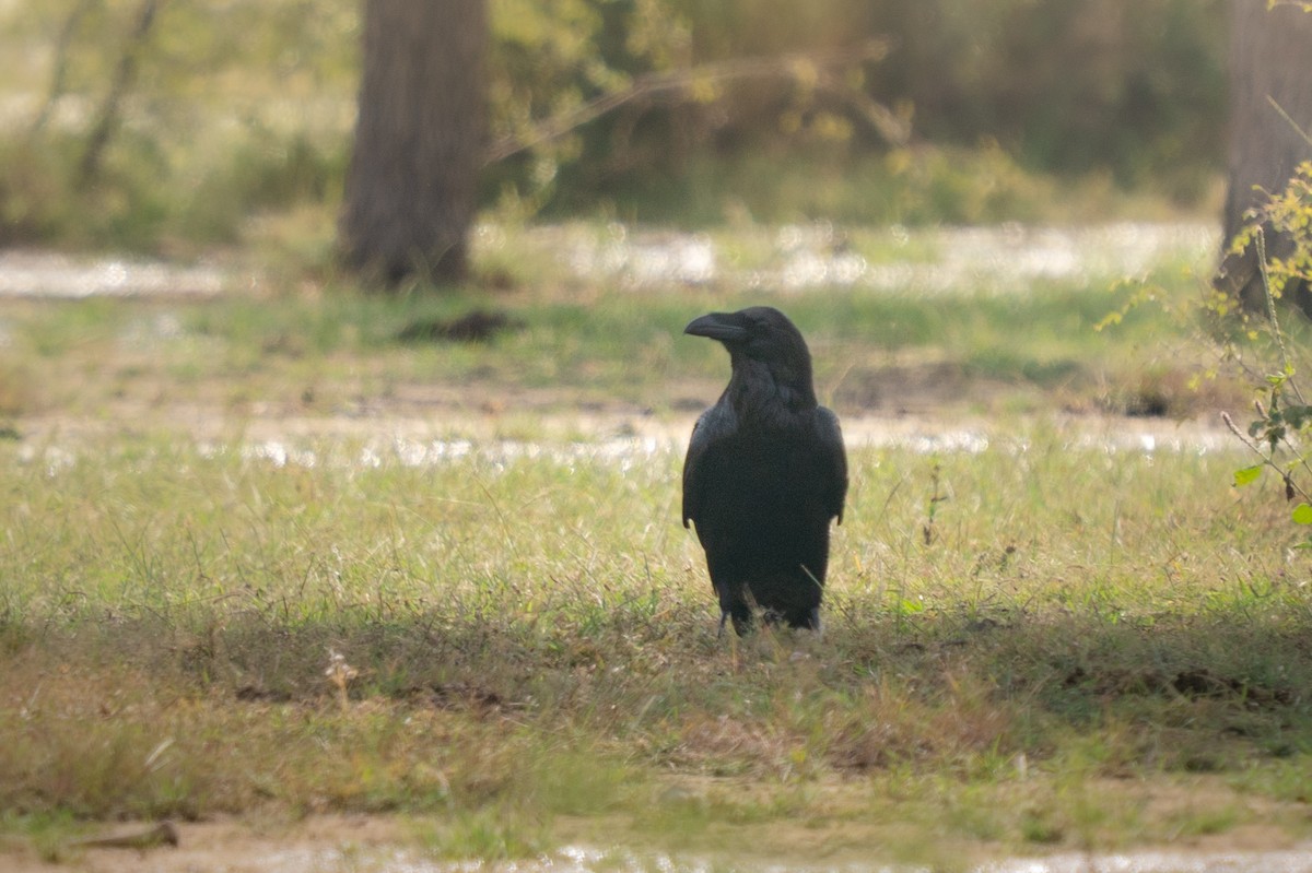 Common Raven - ML644139118