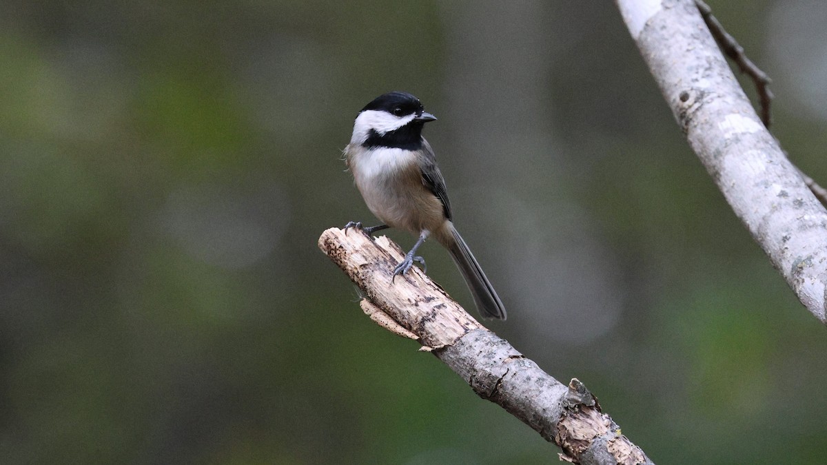 Carolina/Black-capped Chickadee - ML644139119