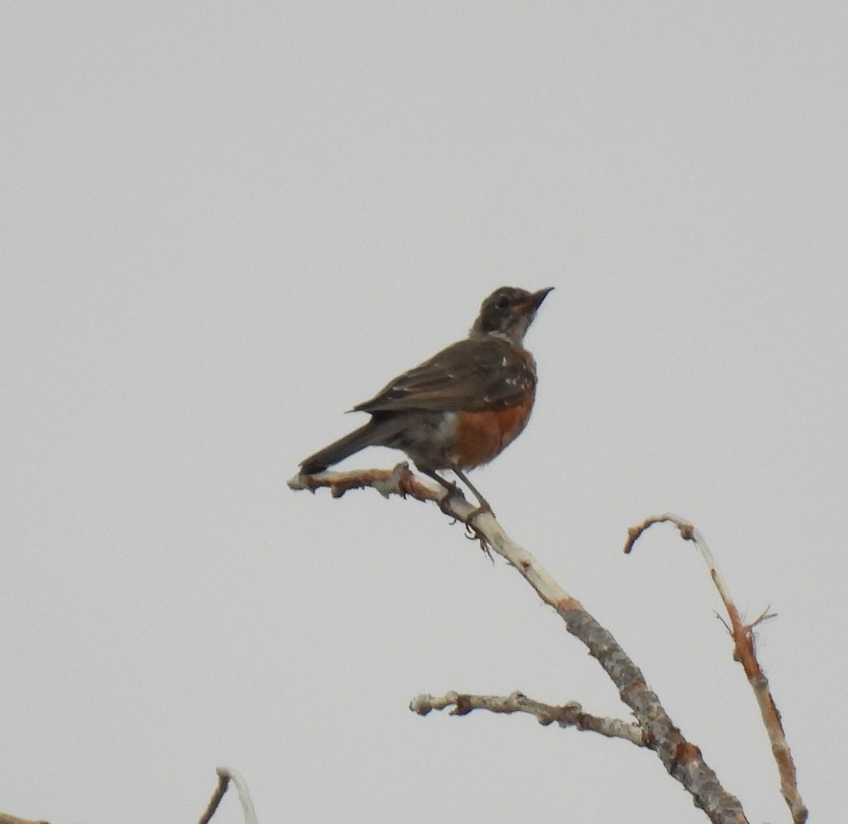 American Robin - ML644139121