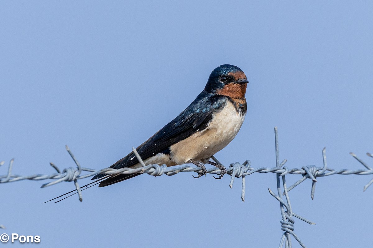 Barn Swallow - ML644139123