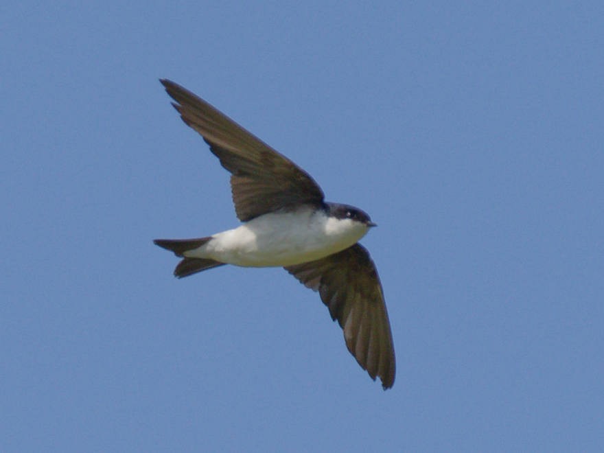 Siberian House-Martin - ML644139124