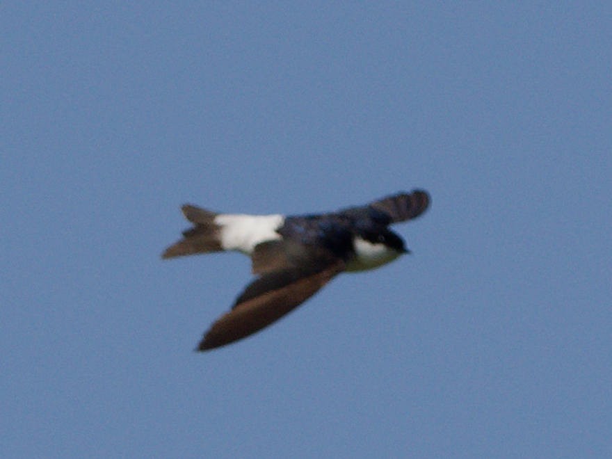 Siberian House-Martin - ML644139125