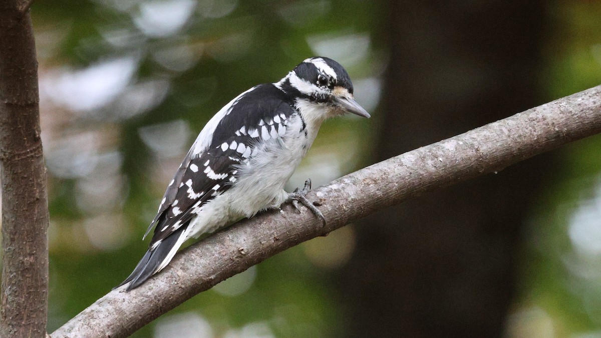 Hairy Woodpecker - ML644139126