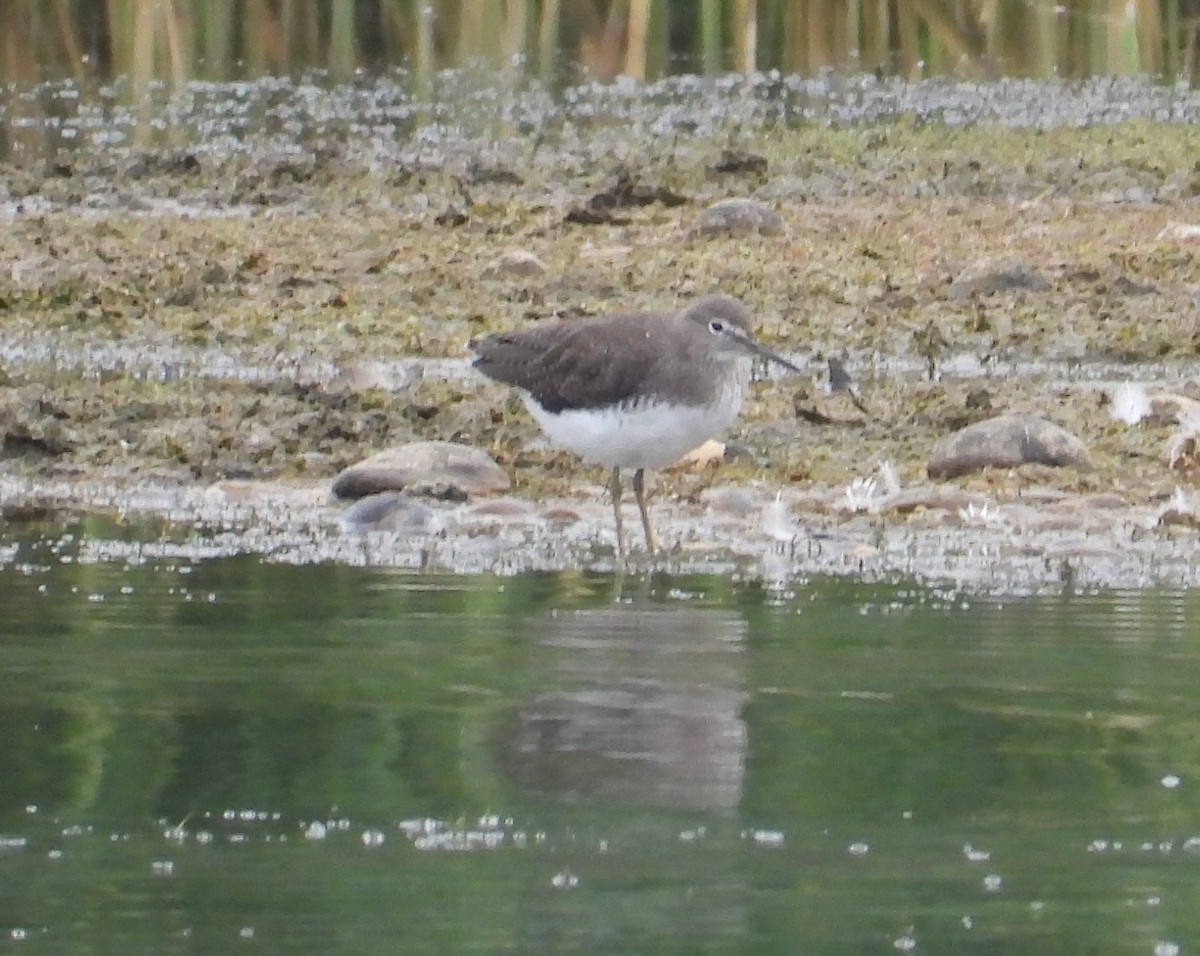 Green Sandpiper - ML644139127
