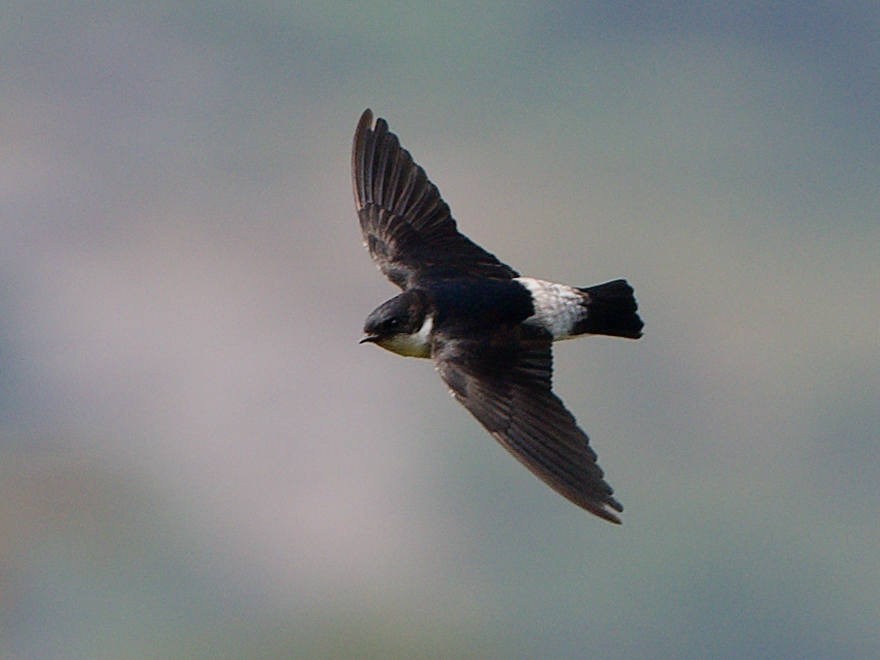 Asian House-Martin - ML644139129