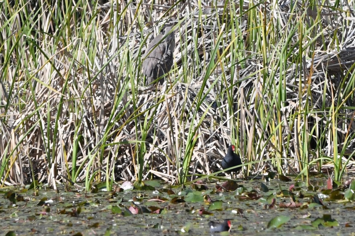 Gallinule d'Amérique (groupe galeata) - ML644139147