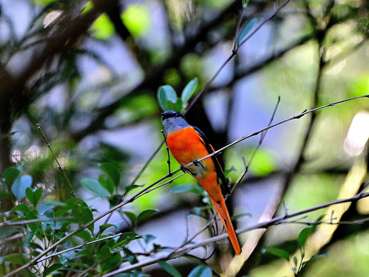 gråhakemønjefugl - ML644139152