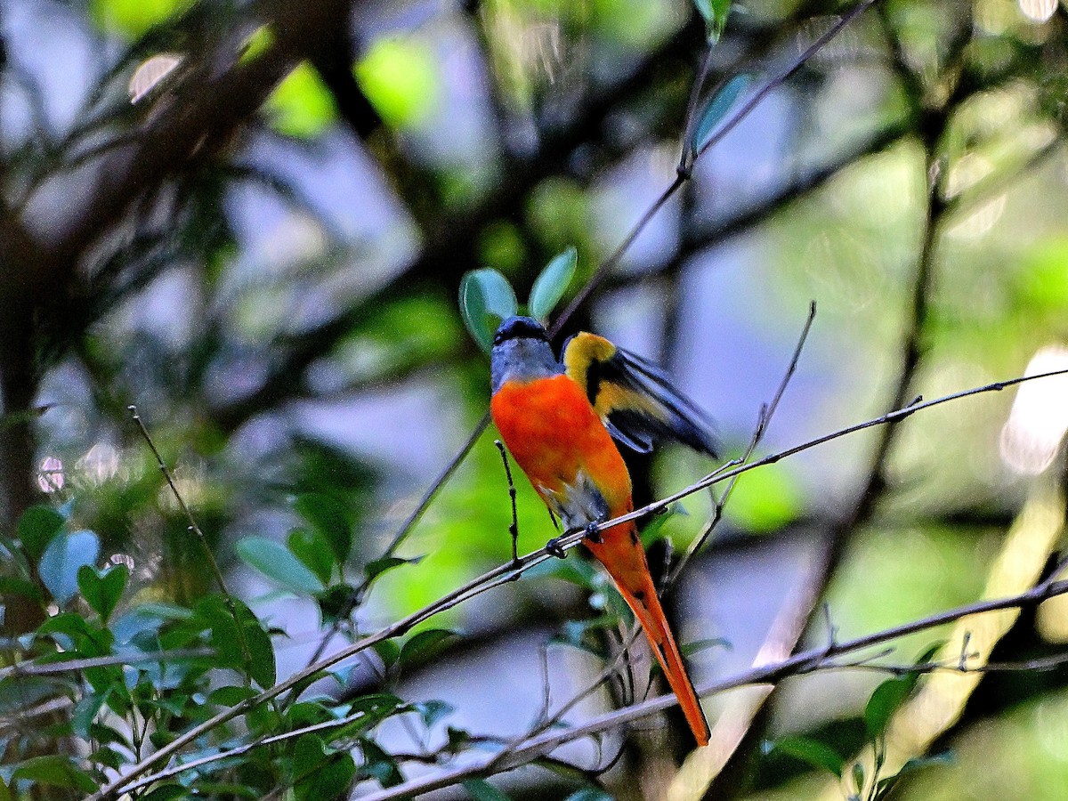 gråhakemønjefugl - ML644139153