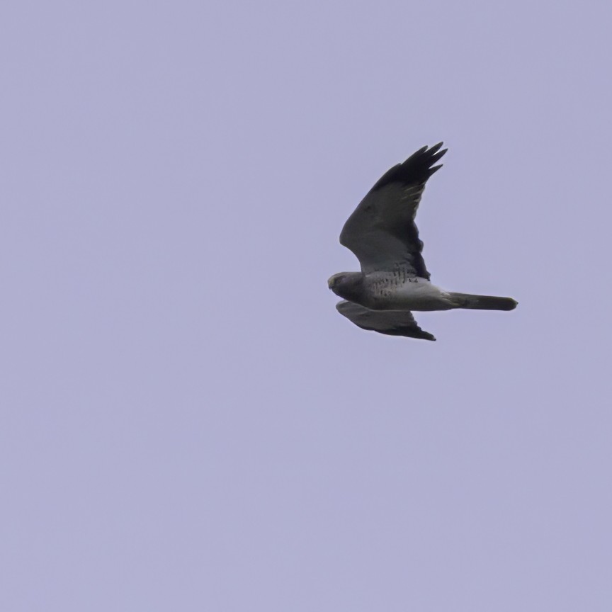 Northern Harrier - ML644139159