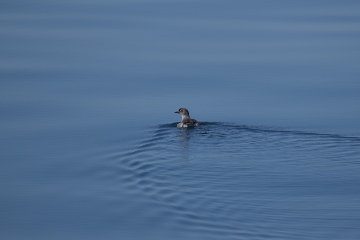 Cassin's Auklet - ML644139161