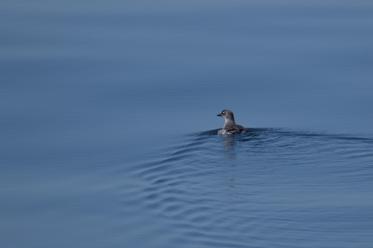 Cassin's Auklet - ML644139162