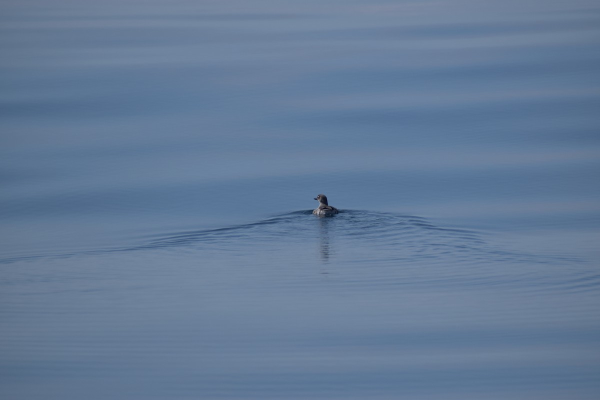 Cassin's Auklet - ML644139163