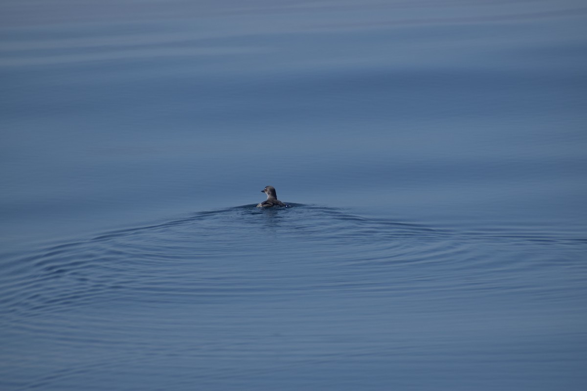 Cassin's Auklet - ML644139164