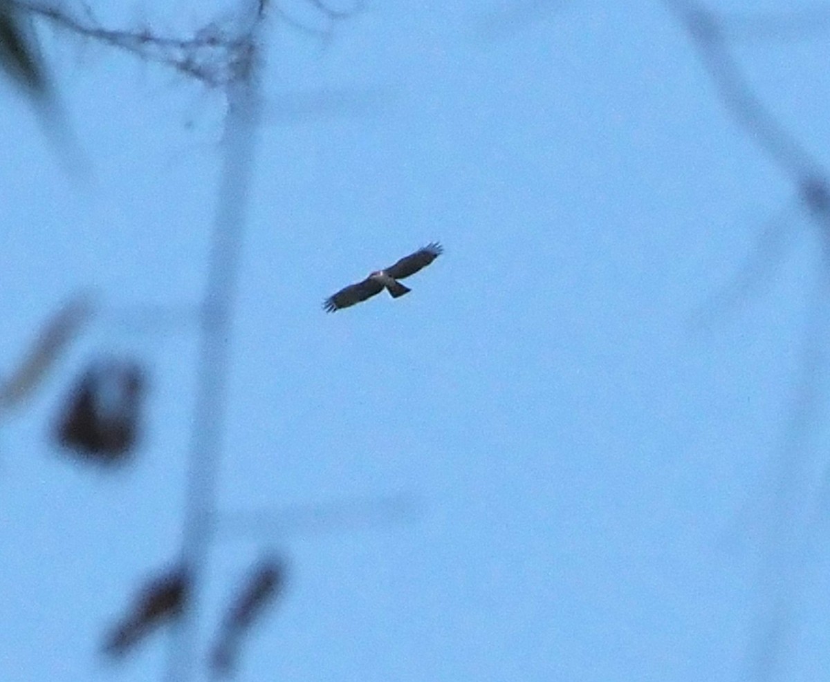 Aigle à ventre roux - ML644139178