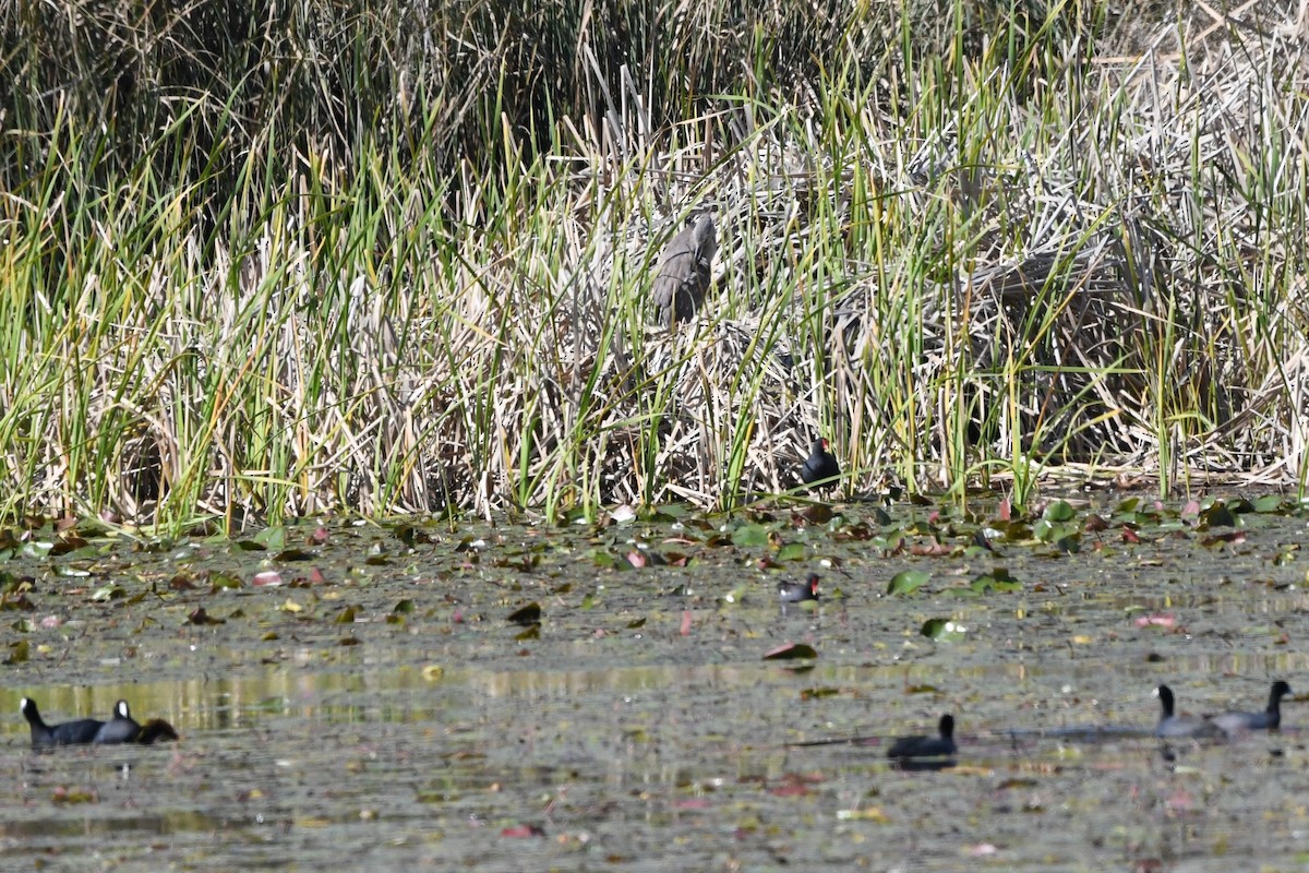 American Coot (Red-shielded) - ML644139189