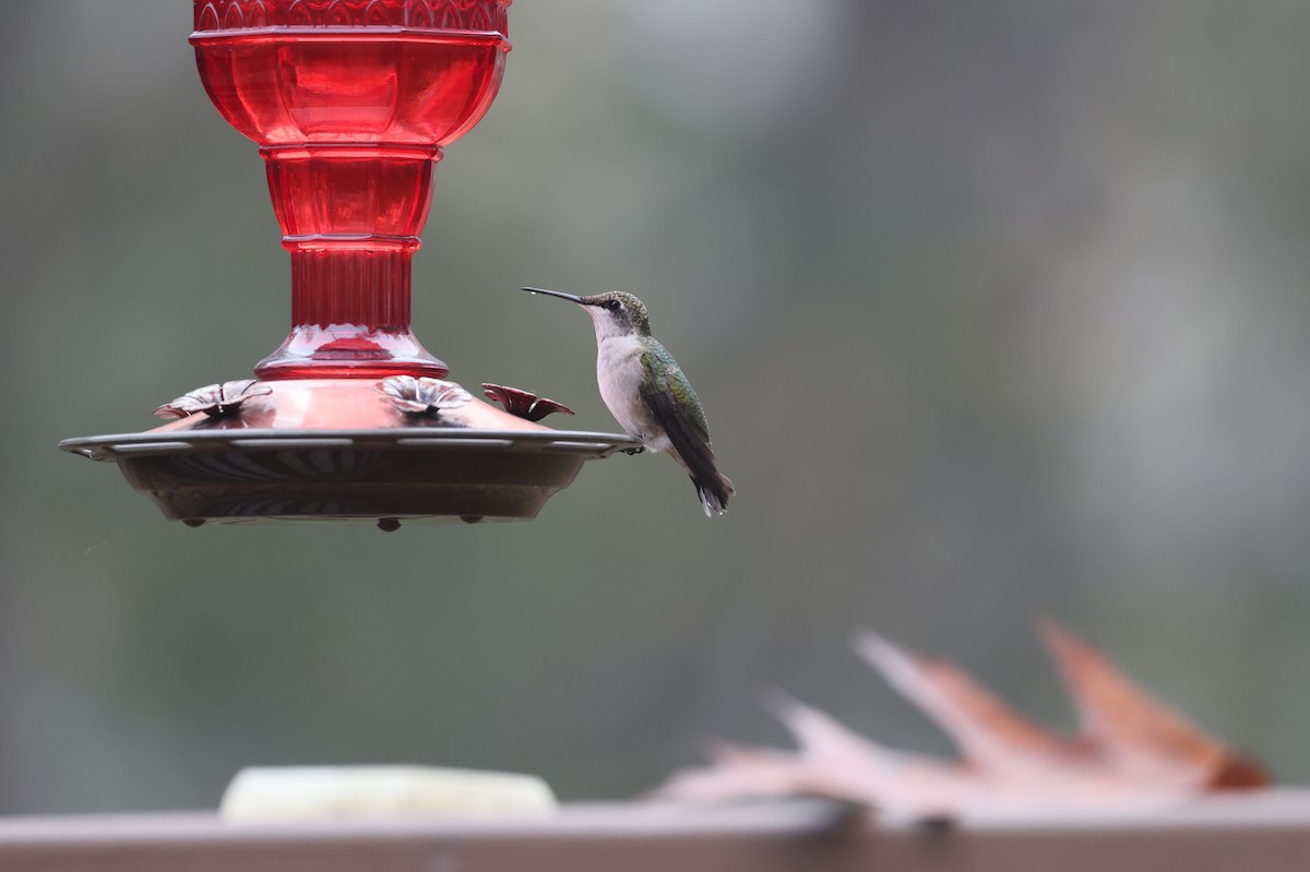 Ruby-throated Hummingbird - ML644139192
