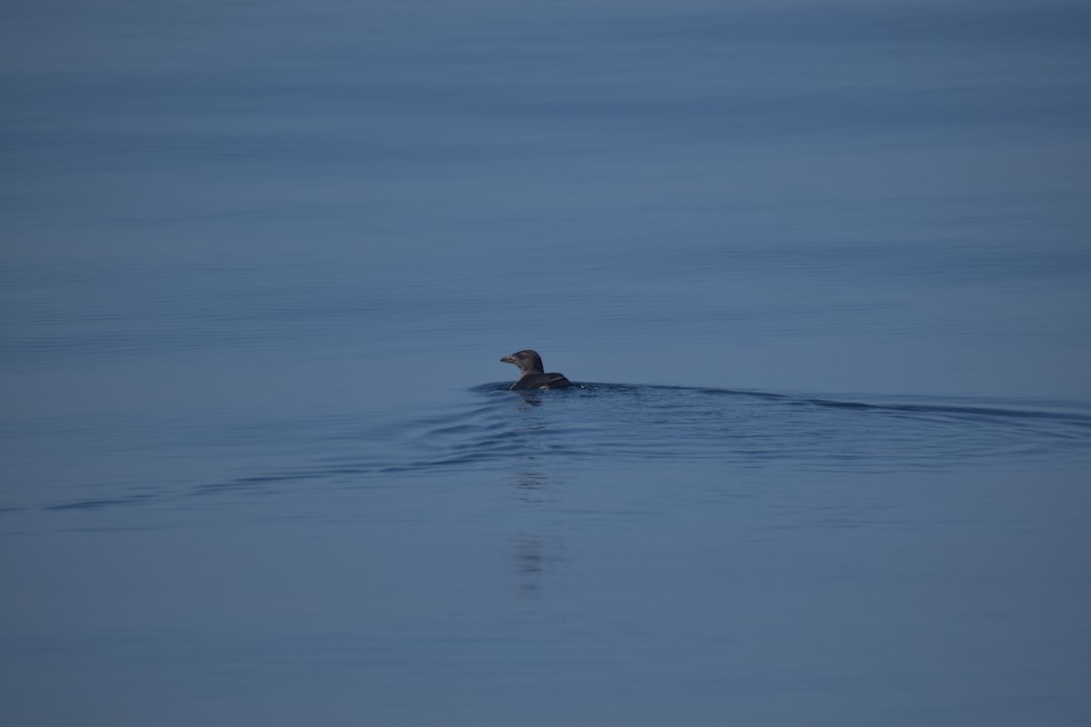 Macareux rhinocéros - ML644139198