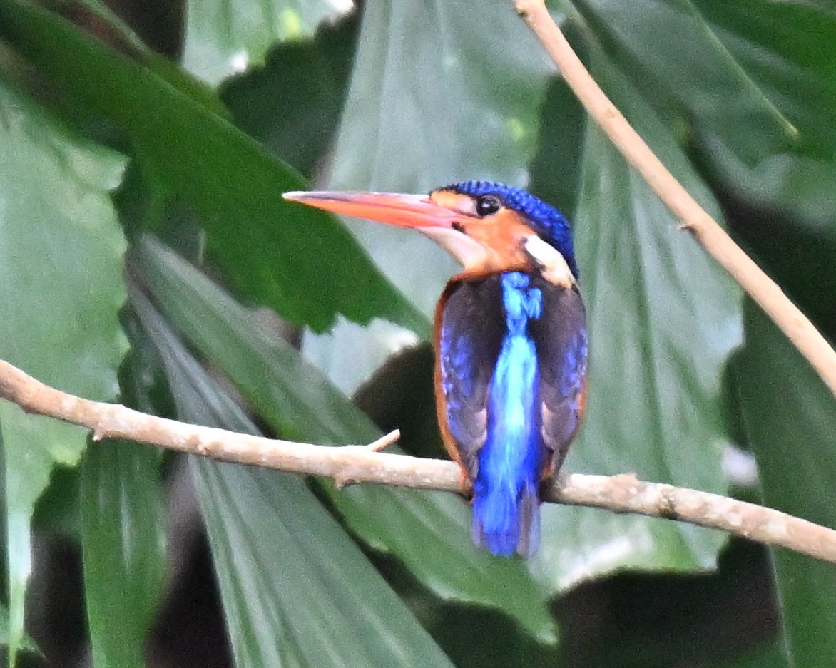 Martin-pêcheur méninting - ML644139203
