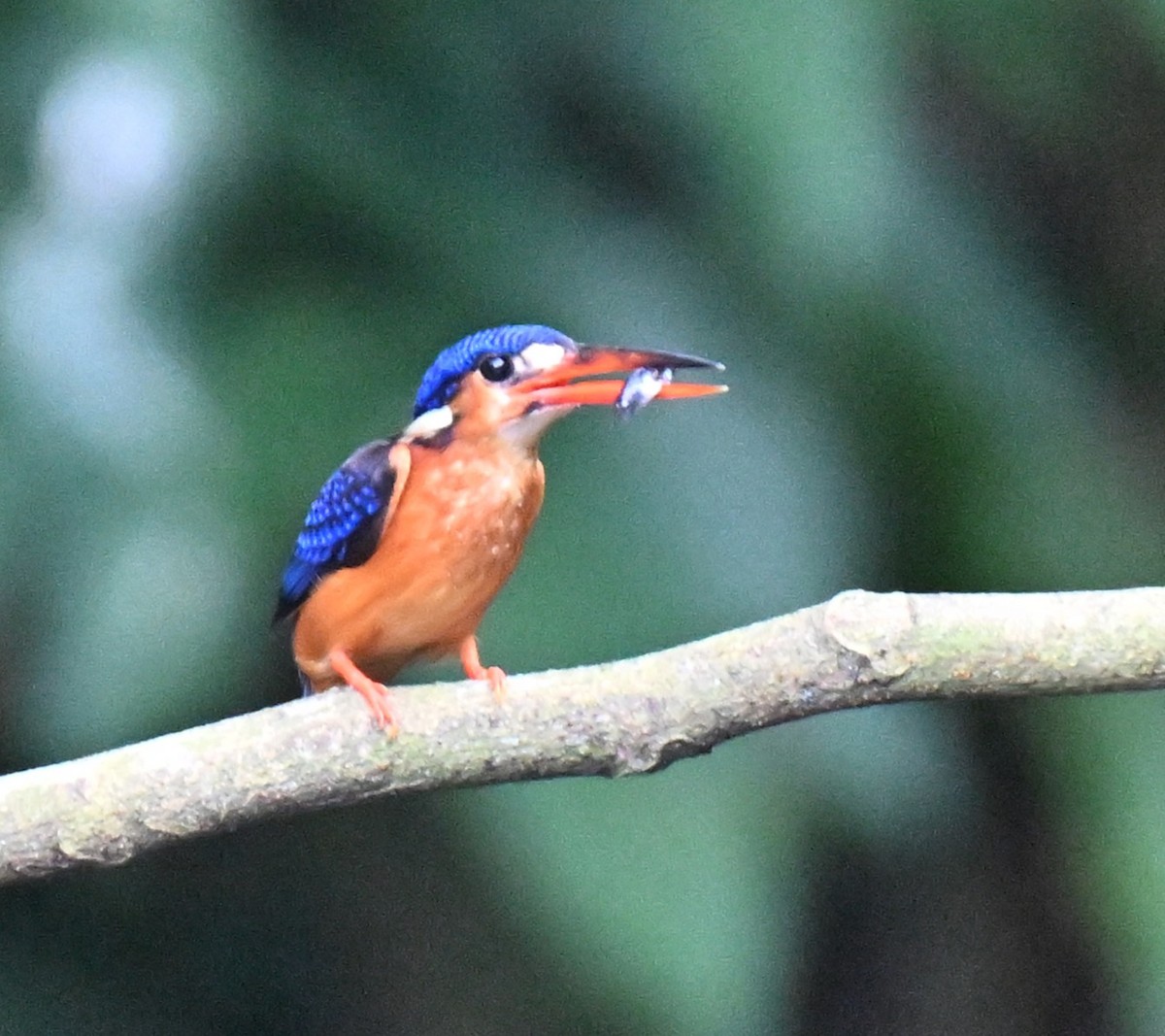 Martin-pêcheur méninting - ML644139204