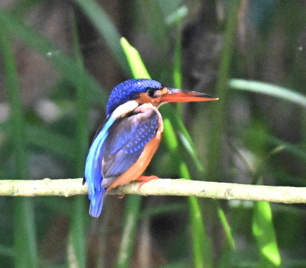 Martin-pêcheur méninting - ML644139205