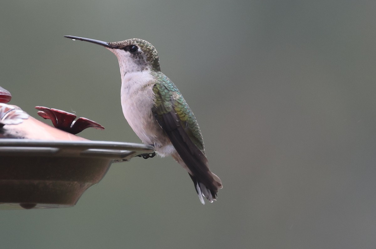 Ruby-throated Hummingbird - ML644139211