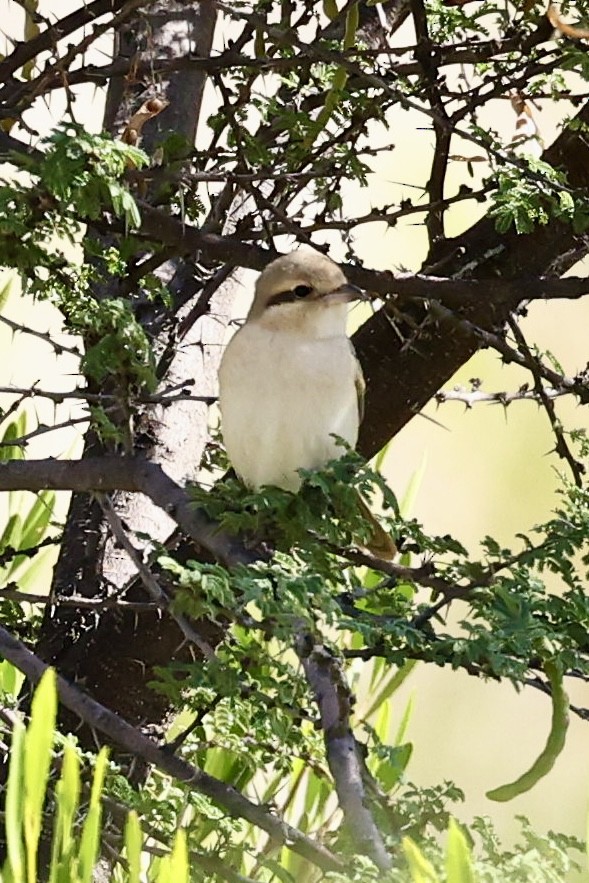 isabellavarsler (isabellinus) - ML644139226