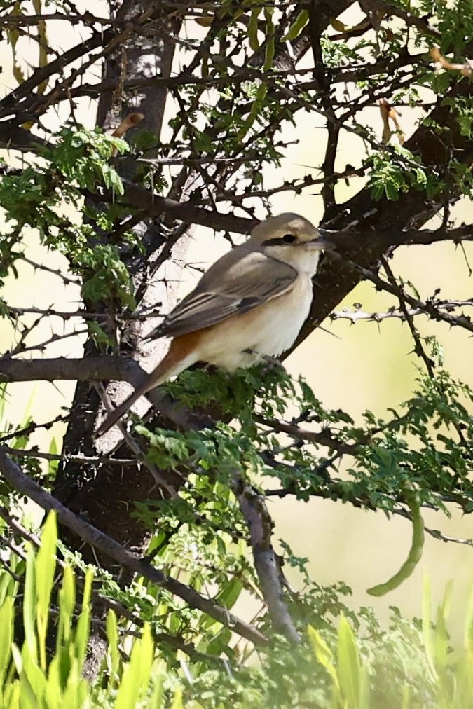 isabellavarsler (isabellinus) - ML644139227