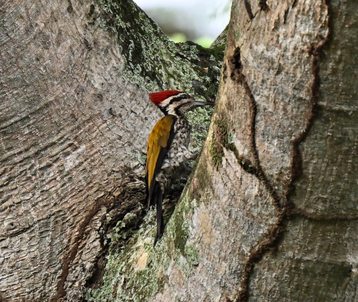 Pic à dos rouge - ML644139232
