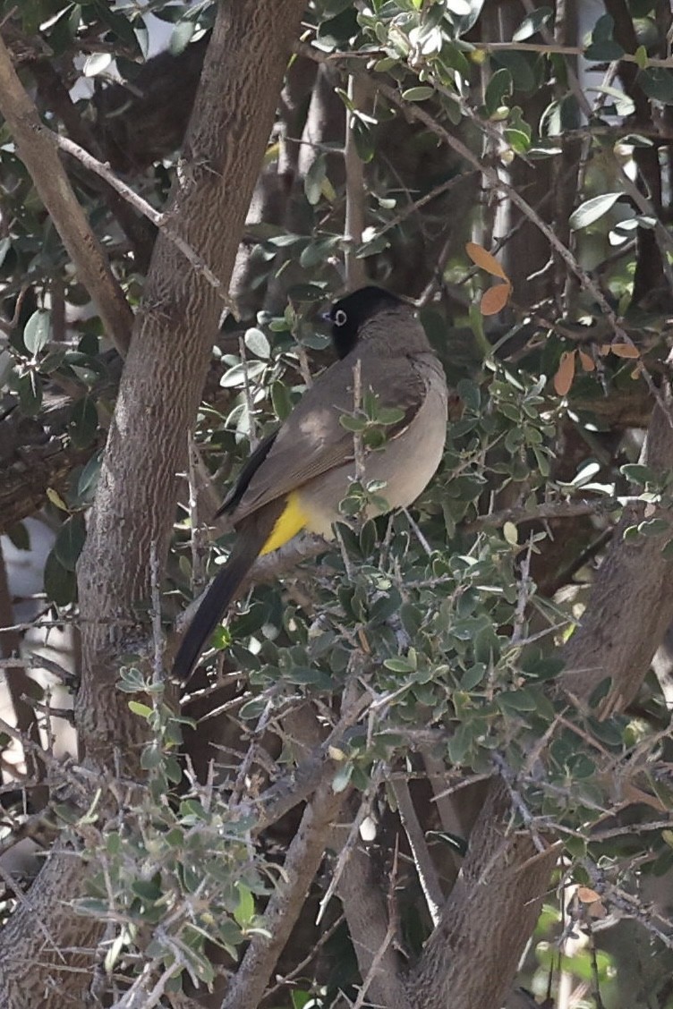 White-spectacled Bulbul - ML644139256