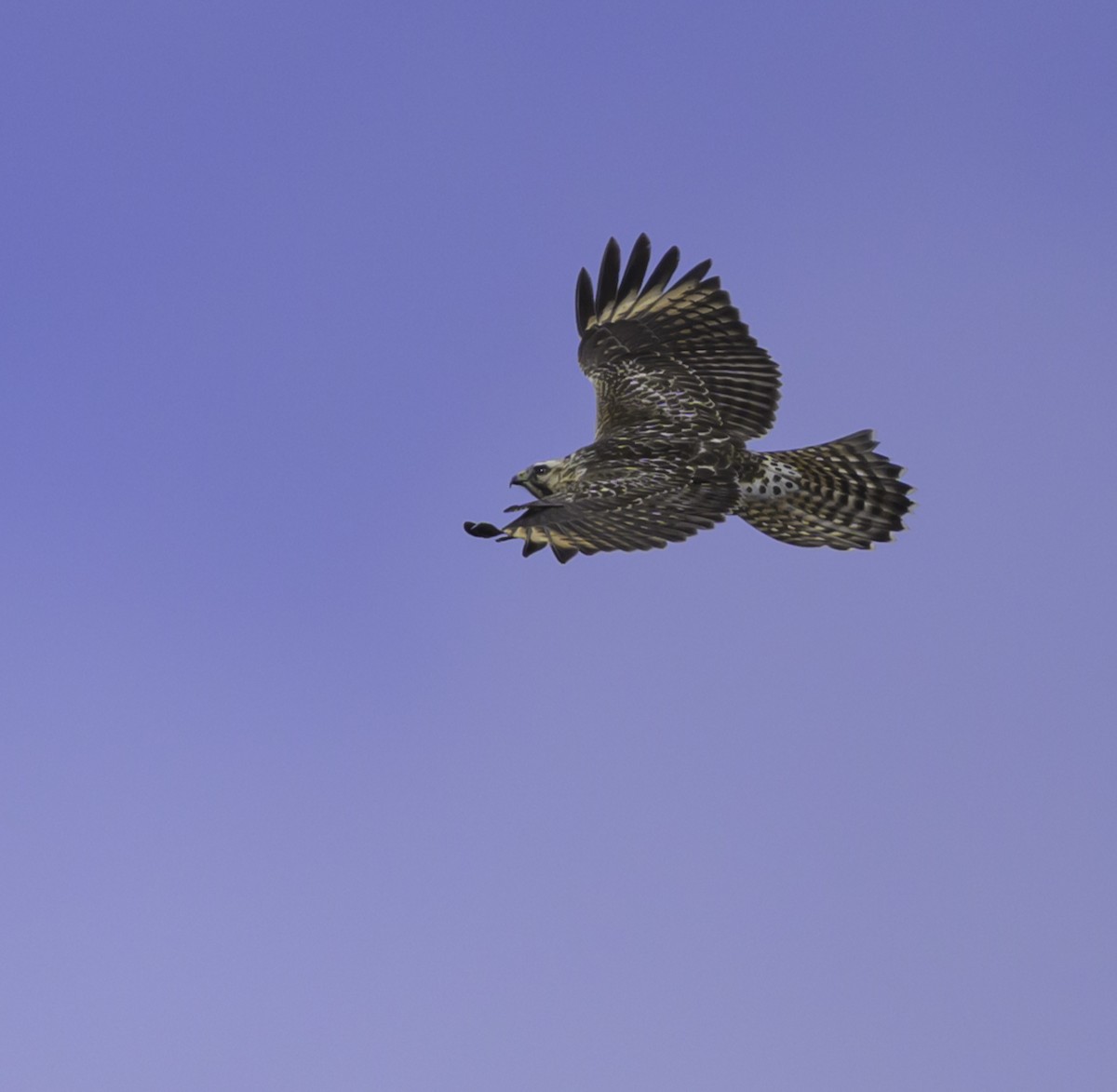 Red-shouldered Hawk - ML644139262