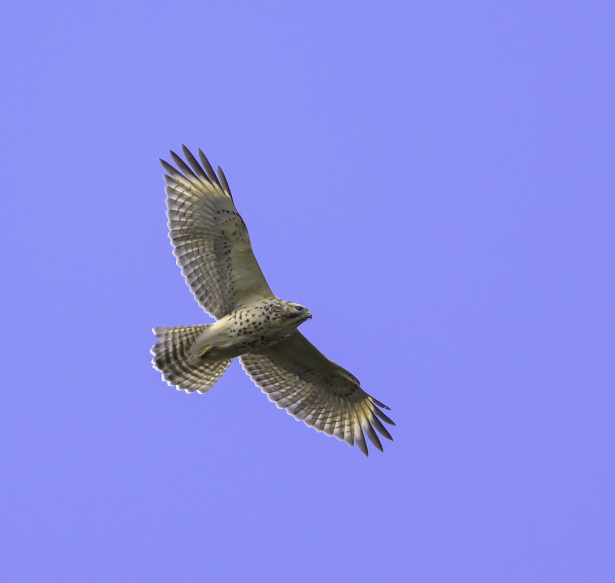 Red-shouldered Hawk - ML644139263