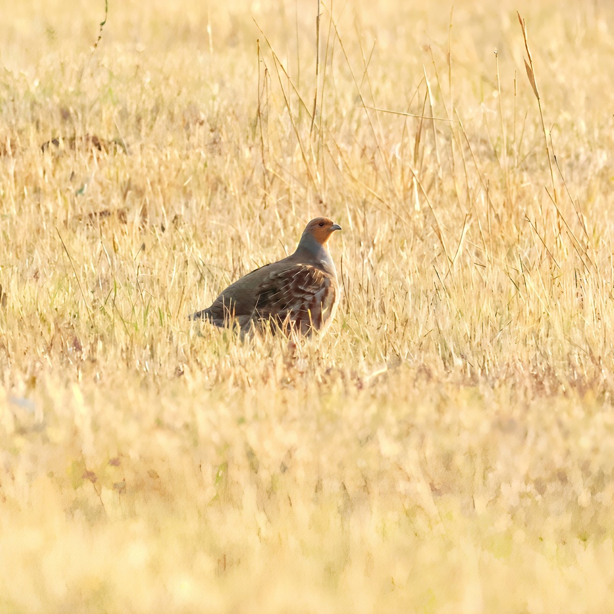 rapphøne - ML644139271