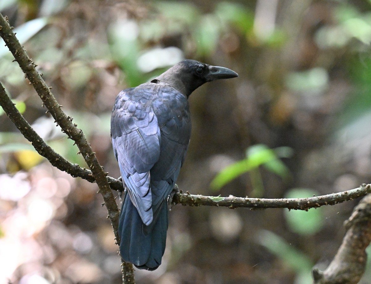 Corbeau familier - ML644139282