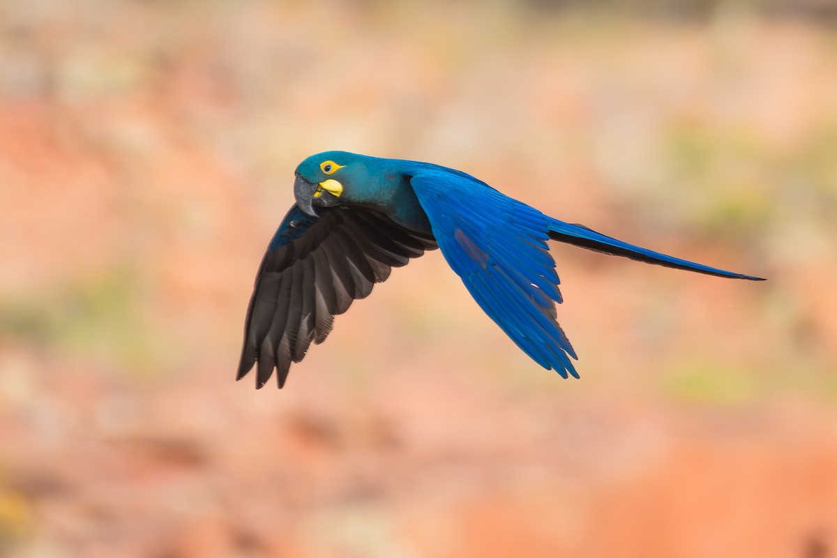 Indigo Macaw - ML644139295