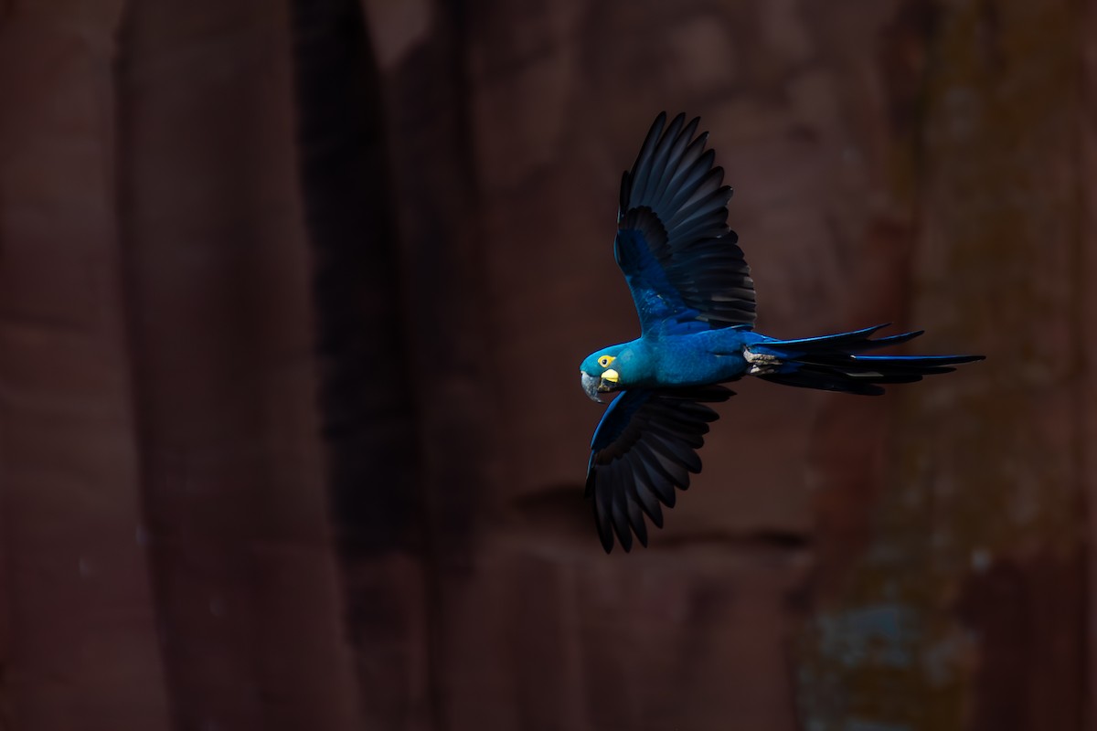 Indigo Macaw - ML644139296