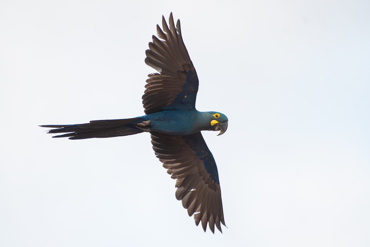 Indigo Macaw - ML644139297