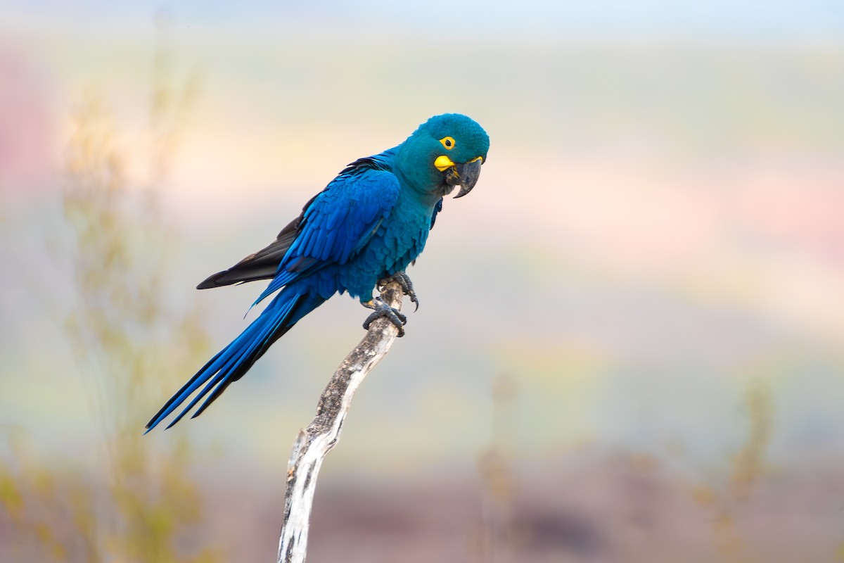 Indigo Macaw - ML644139298
