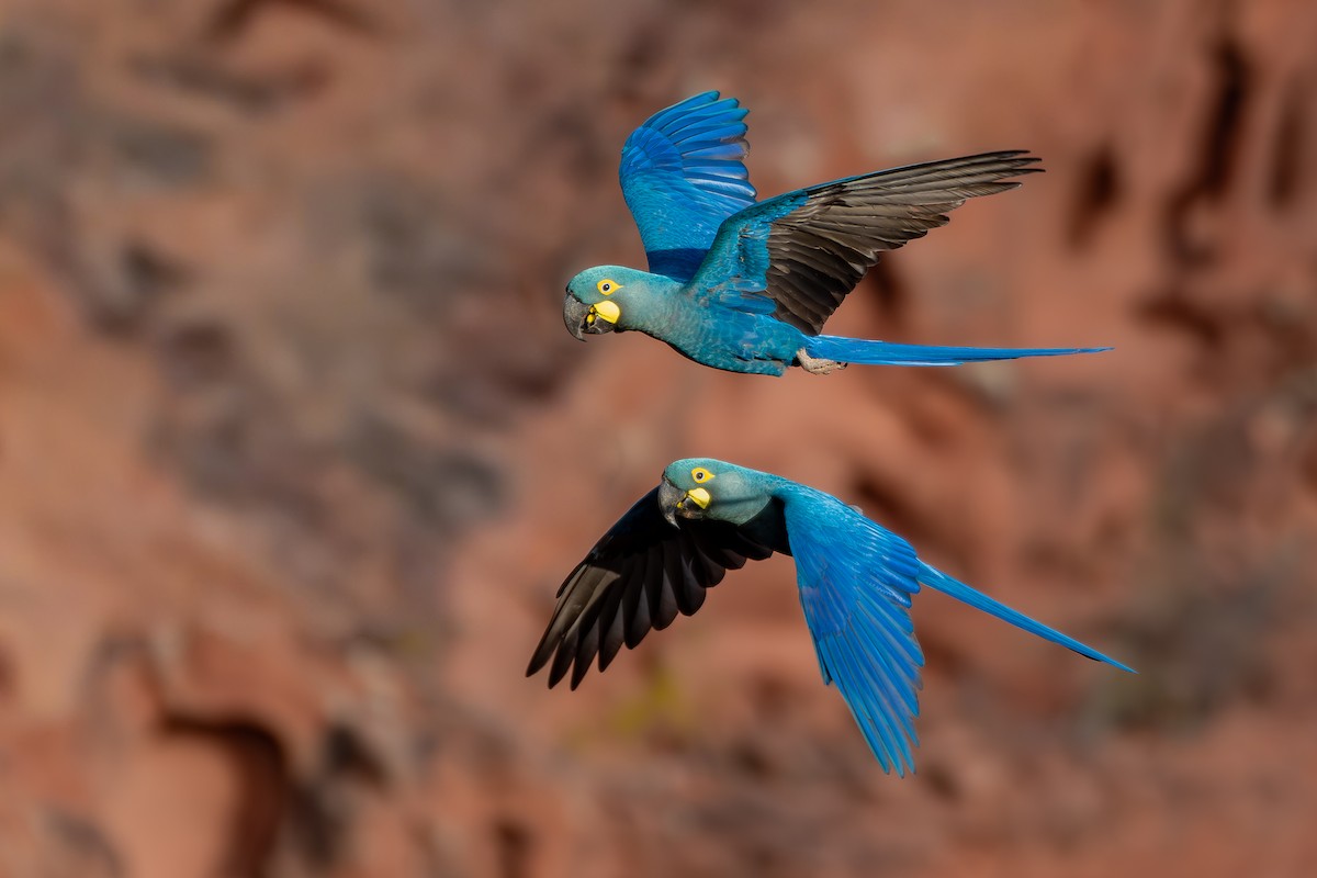 Indigo Macaw - ML644139299